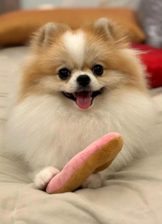 训练博美犬,零食奖励频率别乱定!4 阶段动态调整法,不挑食还能让它学更快