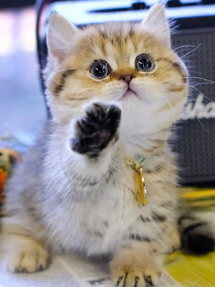 曼基康矮脚猫 曼基康矮脚猫 VS 英短,谁才是你的梦中情猫?