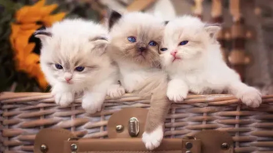 猫咪呕吐怎么办?这些有效处理方法希望能帮助你 猫咪呕吐怎么办?这些有效处理方法希望能帮助你 