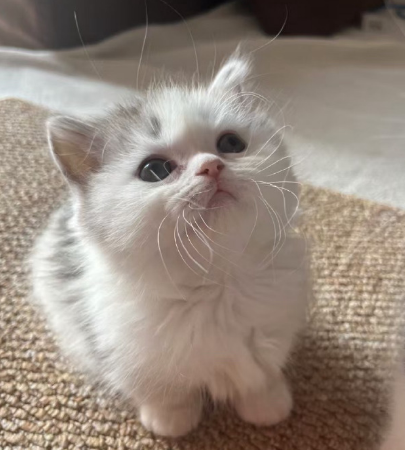猫咪与化毛膏：一场关于毛发的温柔守护