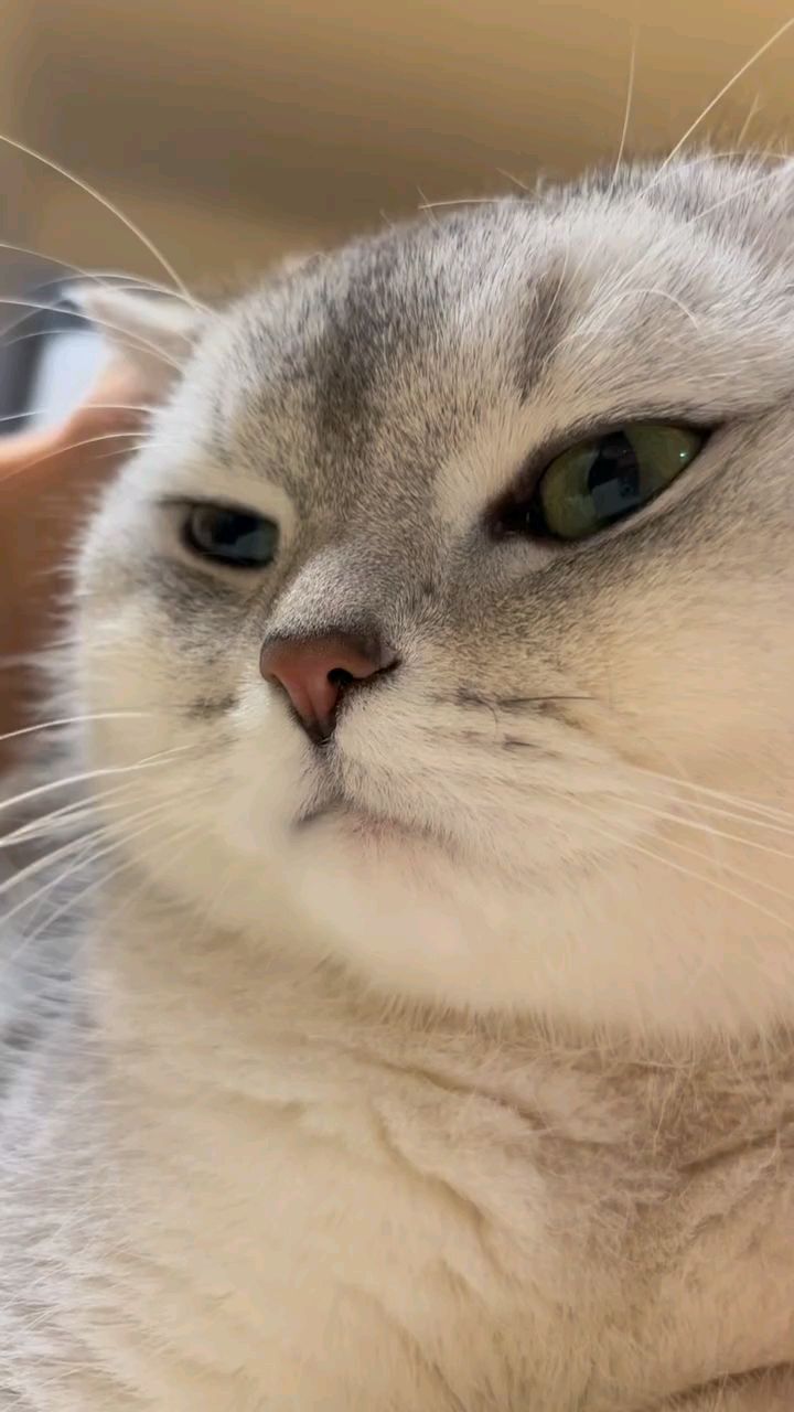 猫咪呕吐后应该禁食多久? 猫咪呕吐后应该禁食多久?