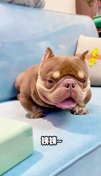 解读恶霸犬性格特点 解读恶霸犬性格特点