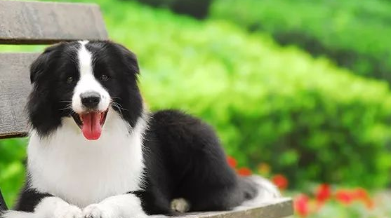 憨憨的边牧犬