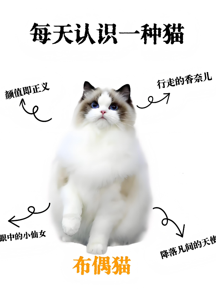 布偶猫糖糖的治愈日常 布偶猫糖糖的治愈日常