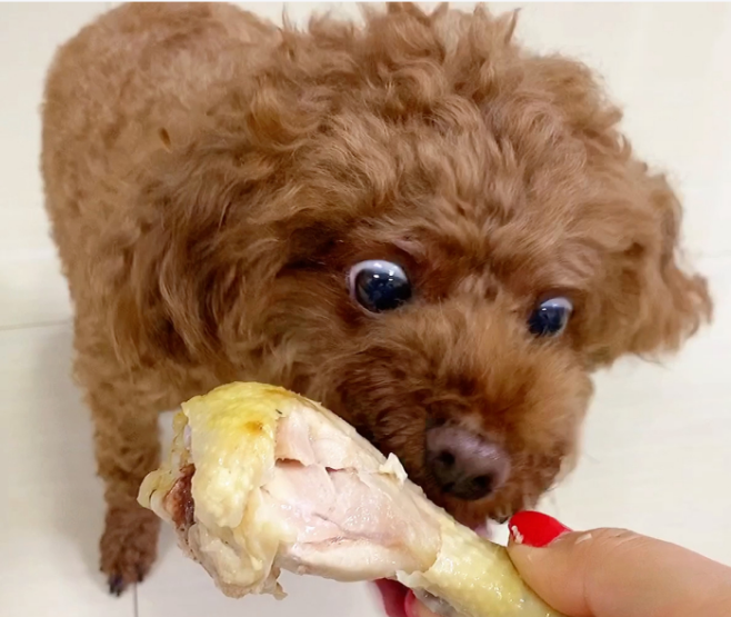 狗狗挑食像"饭渣"?三招让它秒变"干饭王"!