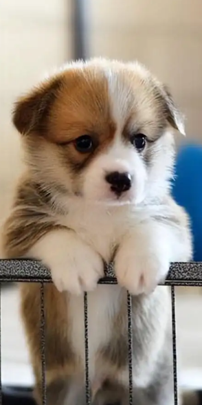 适合幼犬玩的玩具 适合幼犬玩的玩具