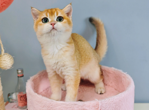 银点和银渐层的区别:4 大核心差异,一眼精准区分