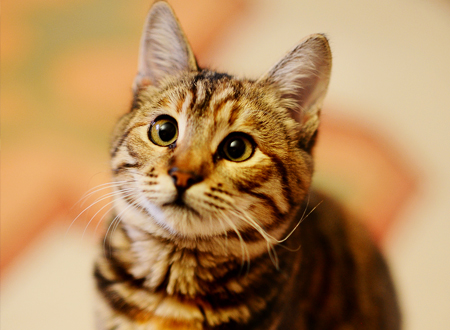  猫咪不认主?别只靠喂零食!3 个 “猫性化” 认主法,1 个月让它主动蹭你,跟你走