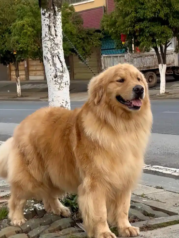 金毛不同年龄段喂食频率：按月龄科学调整，贴合消化能力与营养需求