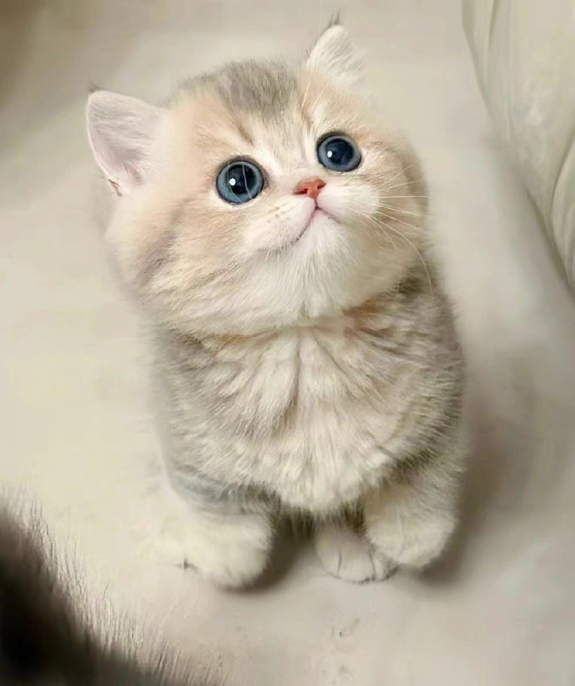 30 30 天大的小猫,每天该怎么照顾?铲屎官超全护理指南