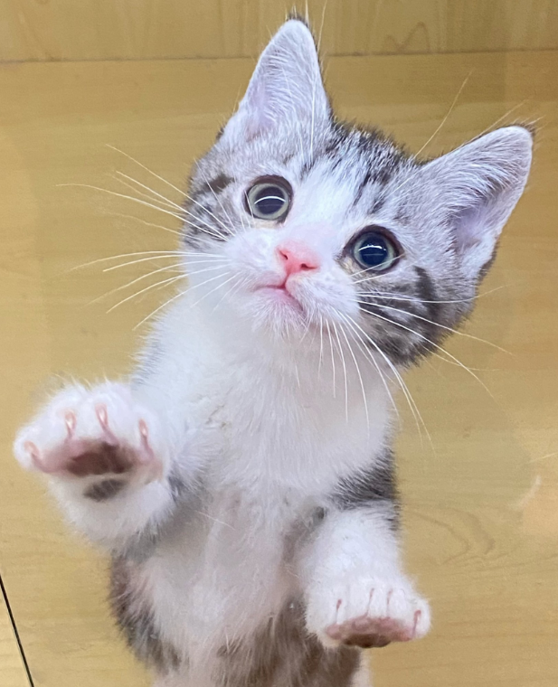养美短是开盲盒还是躺平养老?资深铲屎官在线揭秘 养美短是开盲盒还是躺平养老?资深铲屎官在线揭秘