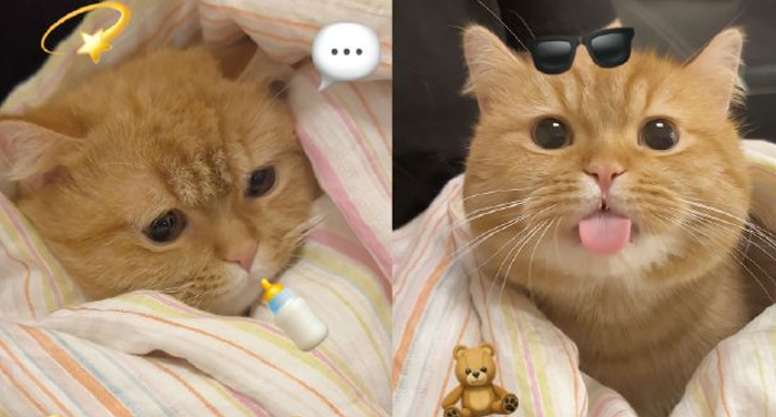 猫咪呕吐后喂食