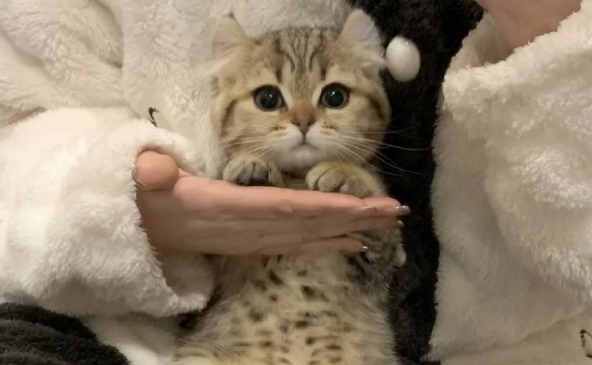 猫咪打疫苗要注意什么事项?这些关键点别忽视! 猫咪打疫苗要注意什么事项?这些关键点别忽视!