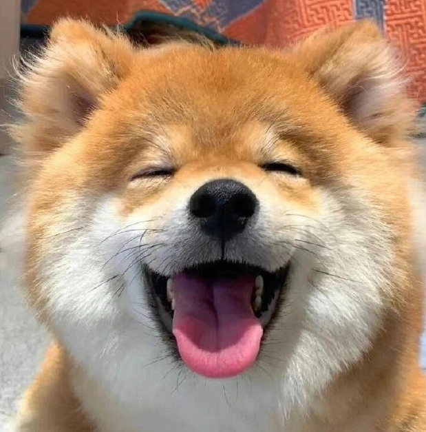 柴犬该如何挑选?资深铲屎官总结的实用建议 柴犬该如何挑选?资深铲屎官总结的实用建议