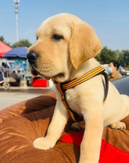 拉布拉多拉稀禁食多久？分 3 种情况定时间，别盲目饿肚子，避免越禁越伤肠胃