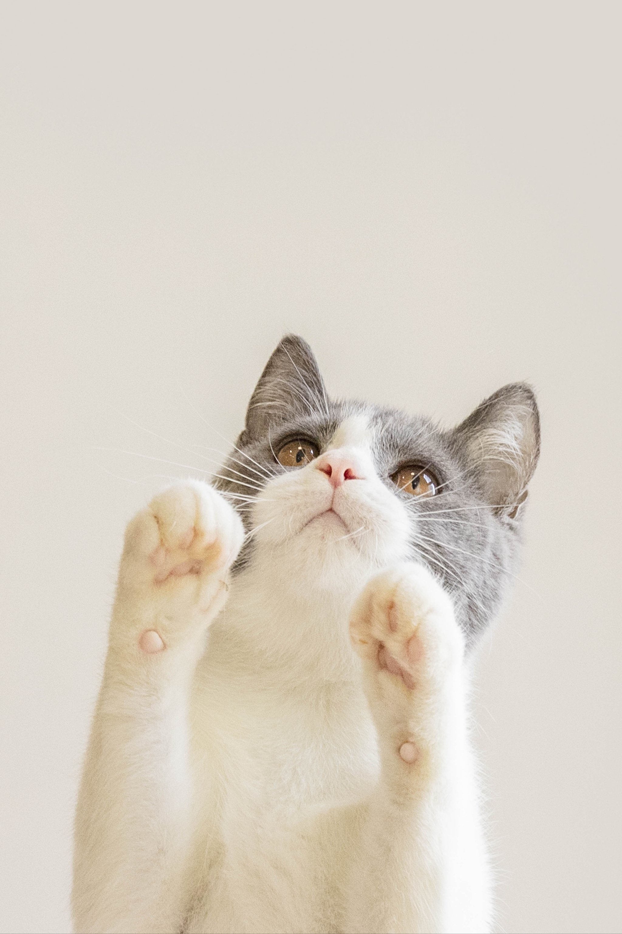 盘点 盘点 5 大养猫的理由,看完想立刻 “吸猫”!