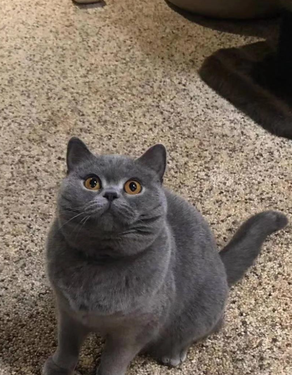 英国短毛猫乱拉屎如何训？先找 5 大原因，再用 3 步训练法纠正​