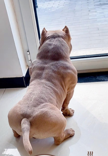 恶霸犬“壮壮”的厨房盗窃案