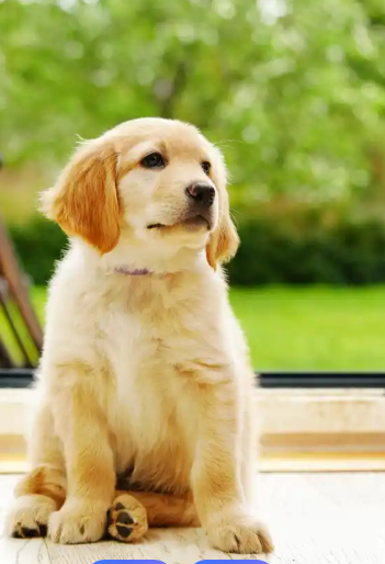 金毛一天吃几顿？按 “年龄段” 划分最科学，3 个阶段喂食表 + 2 个避坑提醒