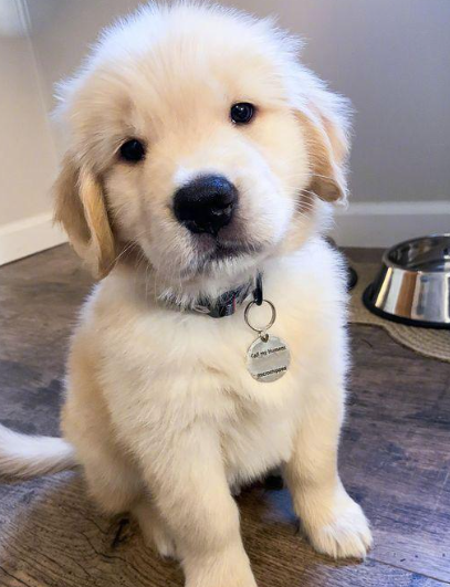 金毛怎么养？4 大核心饲养要点，从饮食到护理不踩坑