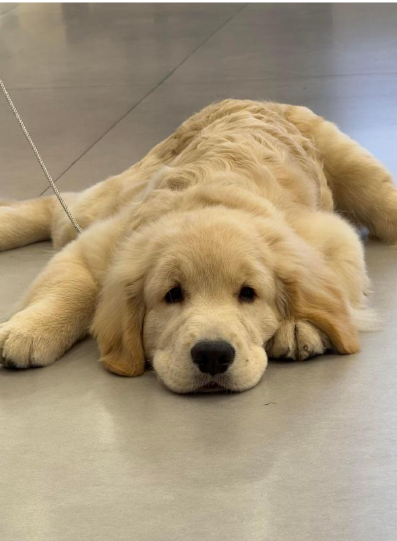 金毛选粮不踩坑！5 款高适配狗粮推荐 + 3 个选粮标准