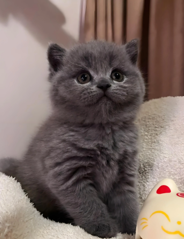 英短吃水果和蔬菜的注意以下4大核心注意事项