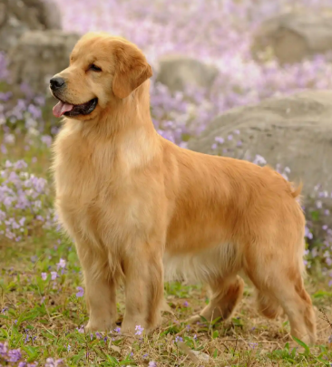 怎样看金毛的年龄？4 个维度判断，牙齿状态是最准 “年龄尺”