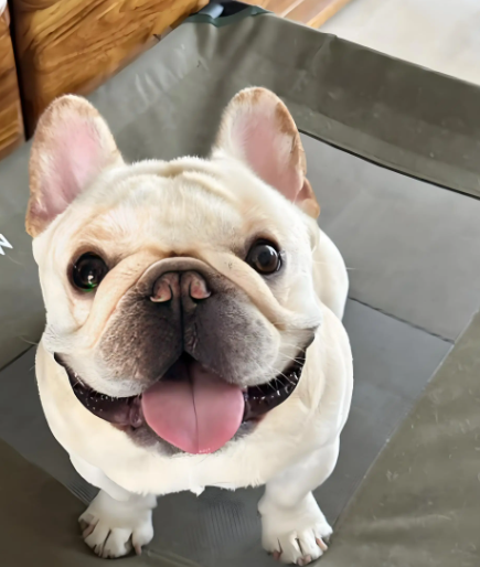 法斗洗澡水温:36-38℃最适宜,2 个判断方法 , 1 个避坑提醒