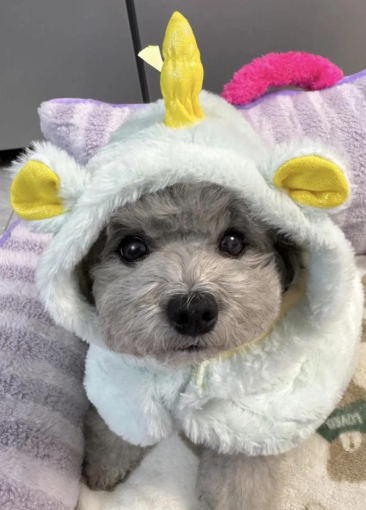 3 招判断泰迪是否进入换牙期!附换牙期护理要点,避免狗狗乱咬