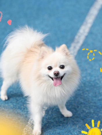 博美掉毛严重？5 大核心原因 + 对应解决方法，告别 “狗毛满天飞”