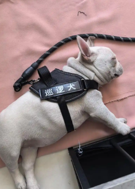 给法斗吹干毛发：3 步重点 + 4 个避坑细节，避免皮肤病和感冒