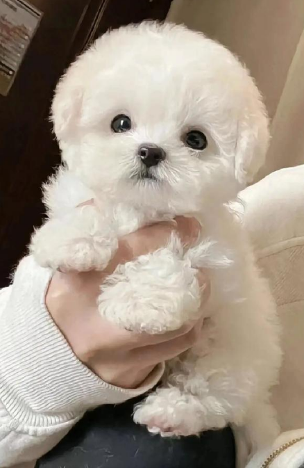 比熊犬: 棉花糖的治愈哲学 比熊犬: 棉花糖的治愈哲学