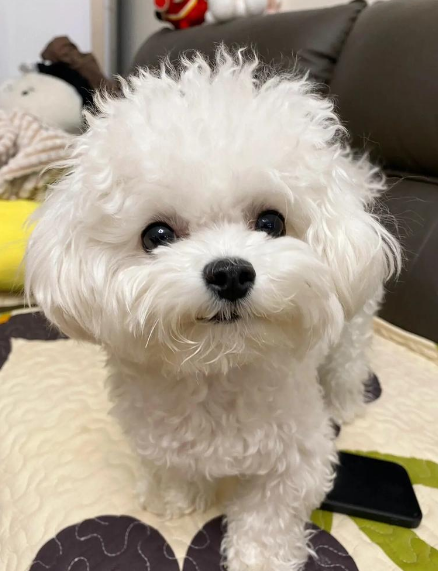 比熊乱尿别忽视!这 5 个隐藏危害,不仅脏还伤狗又伤人,越早纠正越好