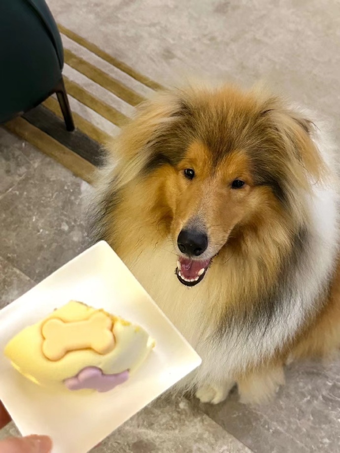 提升苏格兰牧羊犬服从性的具体训练方法 提升苏格兰牧羊犬服从性的具体训练方法