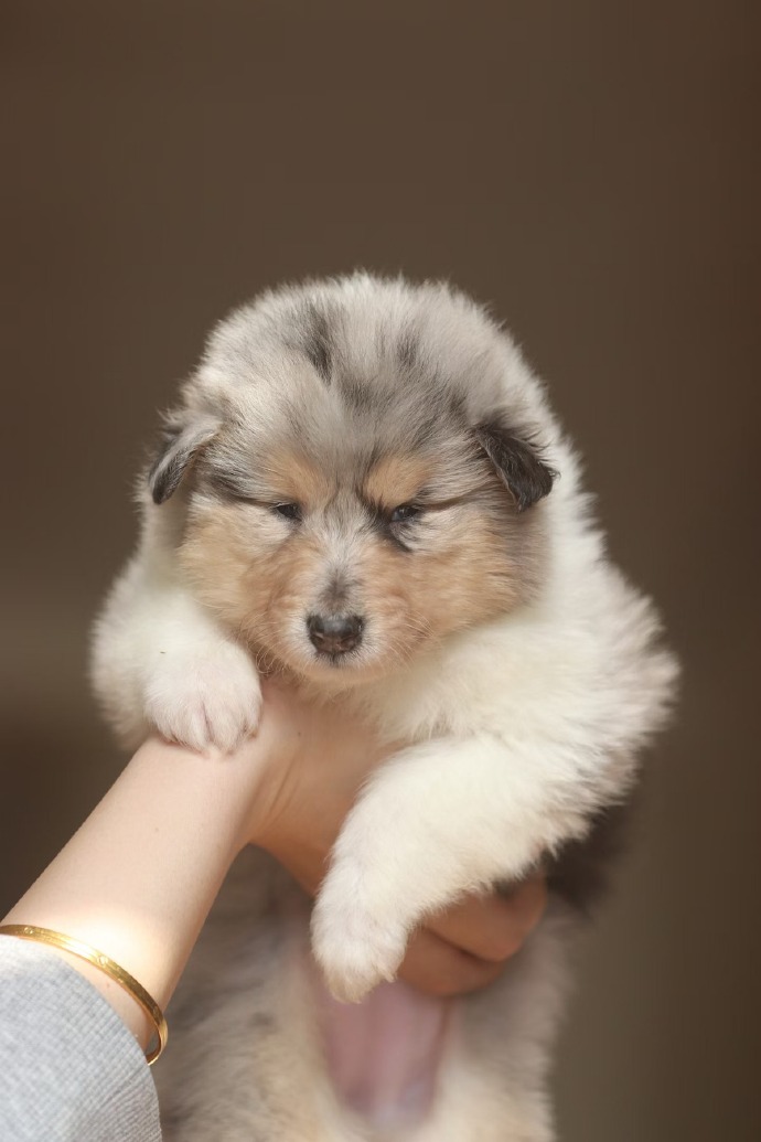 苏格兰牧羊犬:优雅与智慧并存的犬中贵族 苏格兰牧羊犬:优雅与智慧并存的犬中贵族