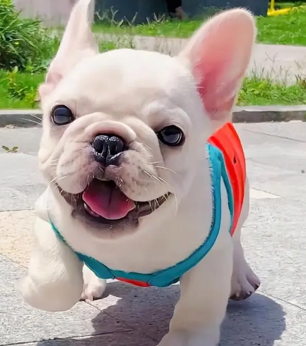 法国斗牛犬的传奇身世:从斗牛场到时尚圈的逆袭之路 法国斗牛犬的传奇身世:从斗牛场到时尚圈的逆袭之路