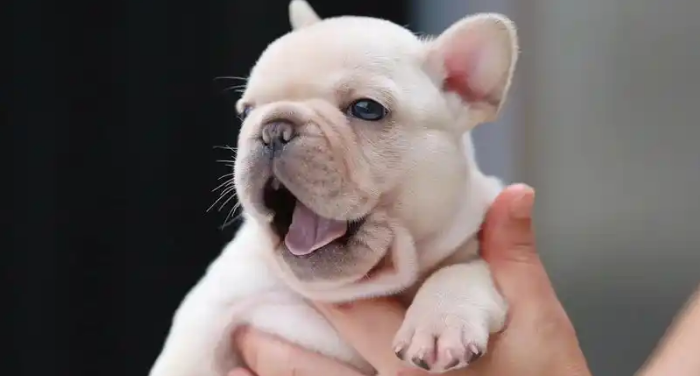 斗牛犬