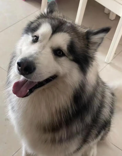 阿拉斯加只认一个主人吗？更认 “核心主人”，对家人也友善，忠诚度藏在细节里