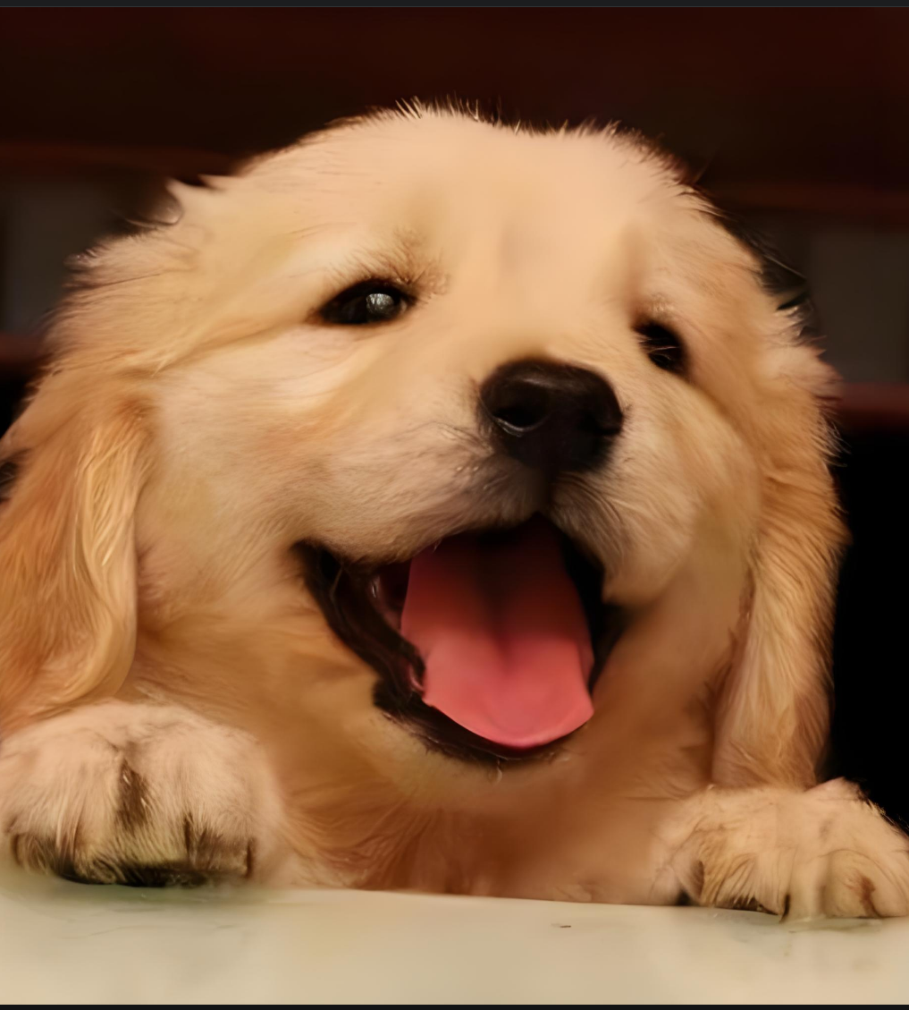 金毛寻回犬: 金毛寻回犬: 身边的阳光暖男