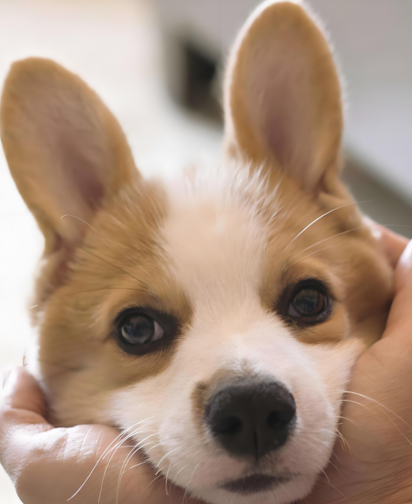 柯基犬 柯基犬 : 小短腿闯天下的治愈密码