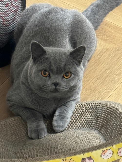 和我的"毛球小祖宗":解锁猫咪互动新乐趣 和我的"毛球小祖宗":解锁猫咪互动新乐趣