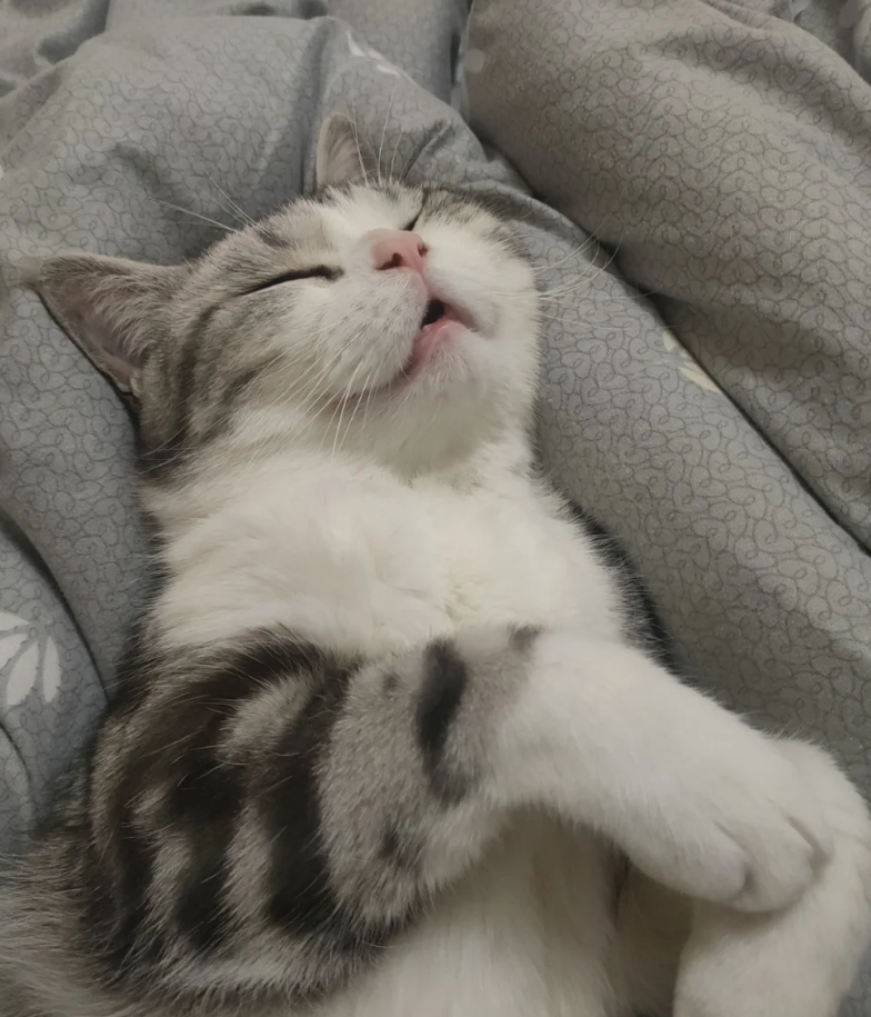 铲屎官必看!猫咪驱虫全指南,守护猫猫健康 铲屎官必看!猫咪驱虫全指南,守护猫猫健康