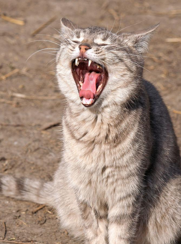猫咪换牙全攻略:换哪几颗牙?如何科学呵护? 猫咪换牙全攻略:换哪几颗牙?如何科学呵护?