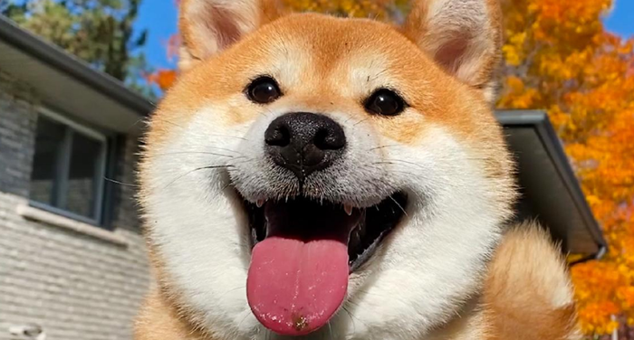 柴犬常见疾病全解析:症状、病因与防治指南 柴犬常见疾病全解析:症状、病因与防治指南