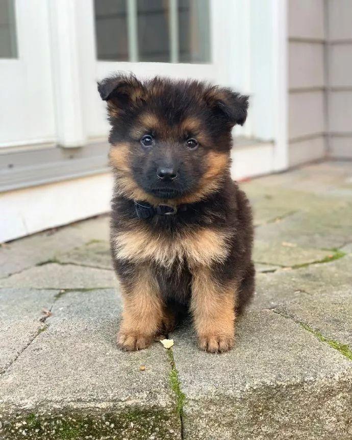 德国牧羊犬:忠诚与力量并存的全能工作犬 德国牧羊犬:忠诚与力量并存的全能工作犬