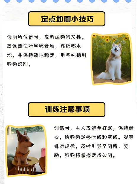狗狗定点如厕训练:从新手到高手的实用指南 狗狗定点如厕训练:从新手到高手的实用指南