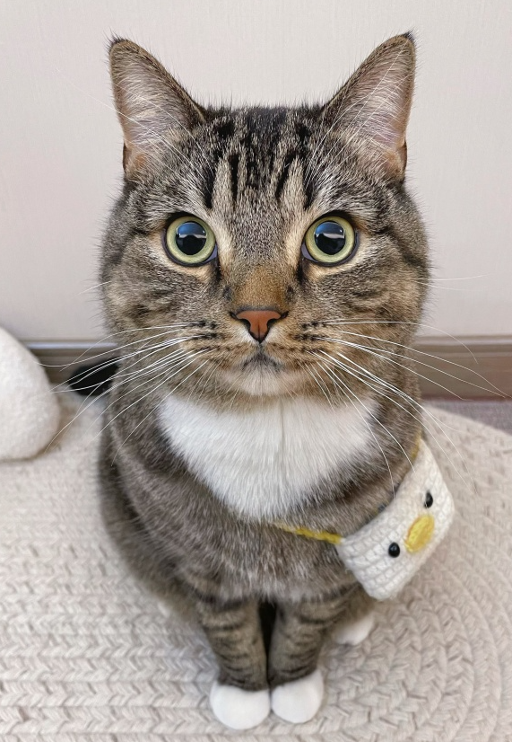 猫咪总爱出门乱跑?5招轻松解决! 猫咪总爱出门乱跑?5招轻松解决!