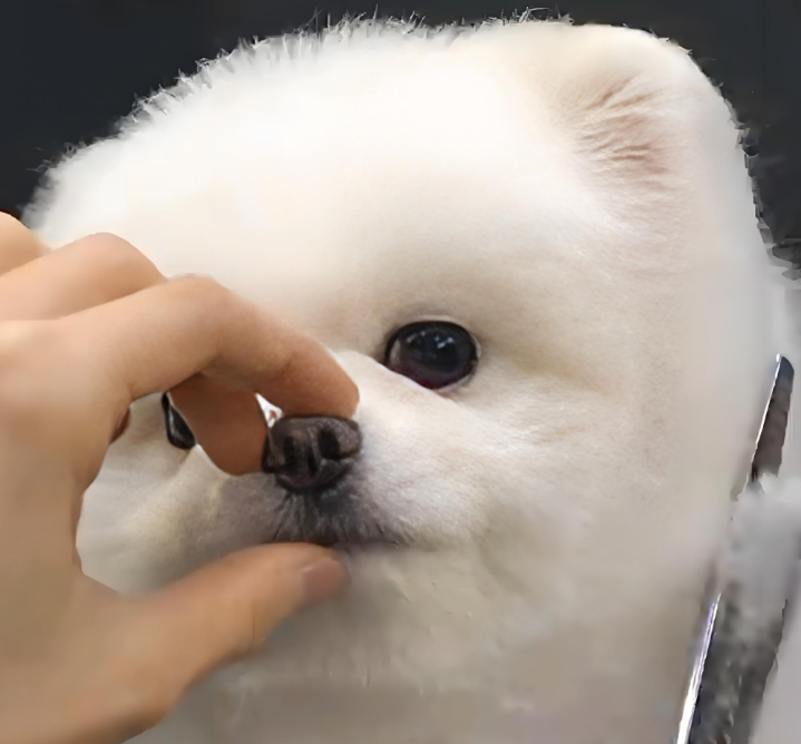 博美小天使相处的细碎时光 博美小天使相处的细碎时光