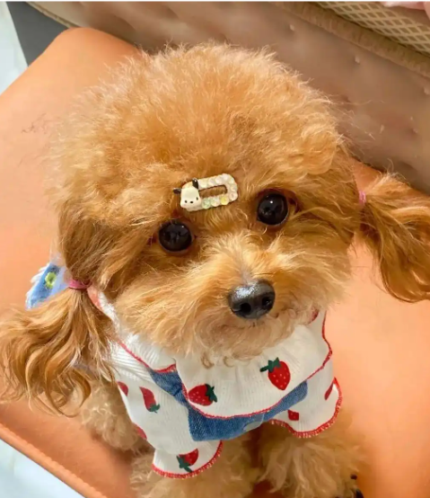 新手养狗别踩坑！这 5 个常见误区，很多人第一条就做错了