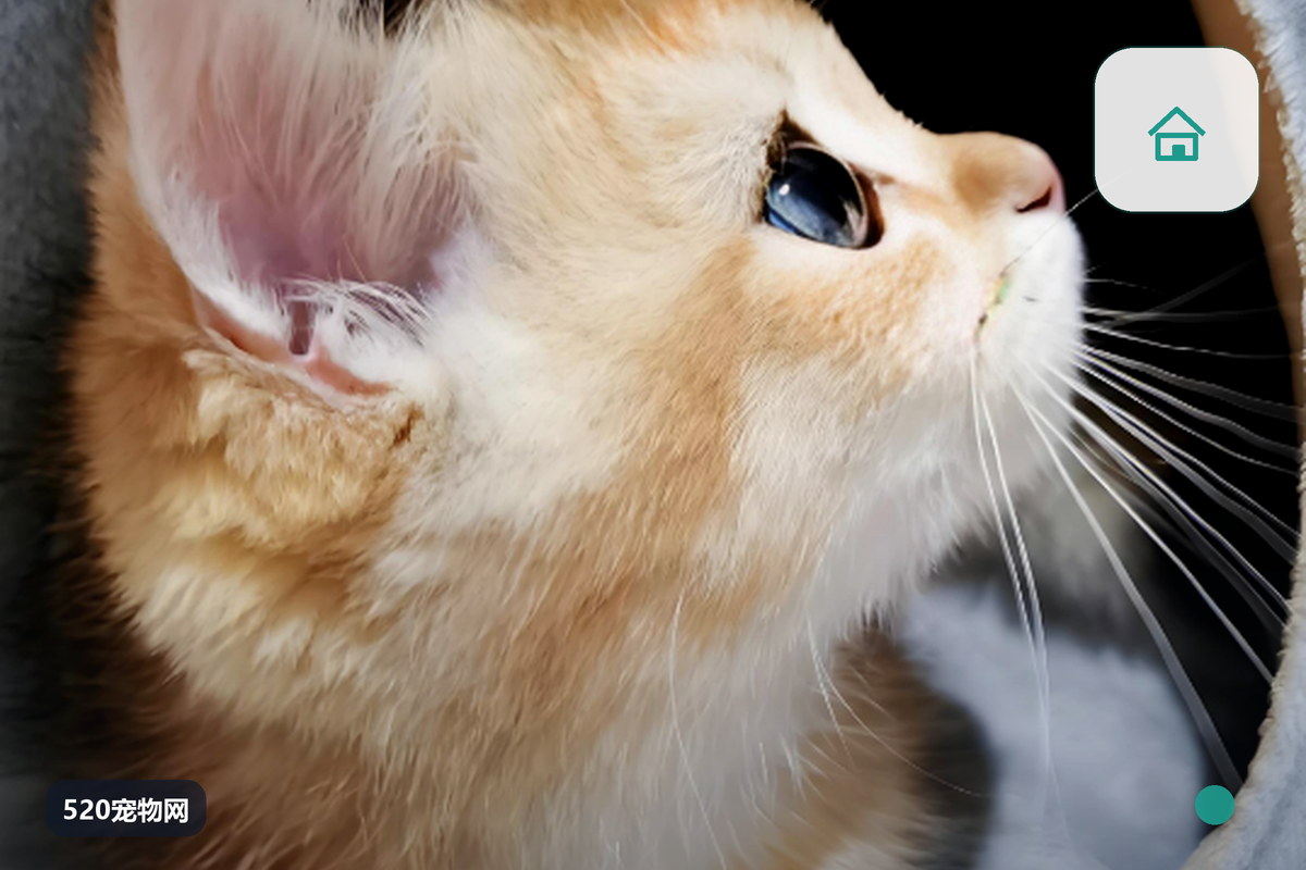 猫咪搬家全流程：减少应激的7天准备清单